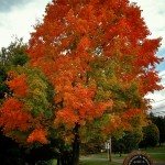 Foliage Vignette