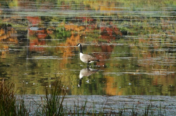 Goose at a pond