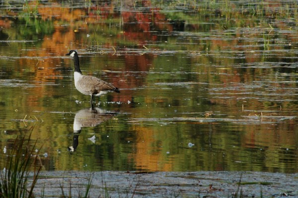 Goose on Pond v2